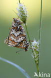 Glanville Fritellary (Melitaea cinxia)