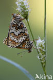 Veldparelmoervlinder (Melitaea cinxia)