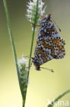 Veldparelmoervlinder (Melitaea cinxia)