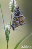 Veldparelmoervlinder (Melitaea cinxia)