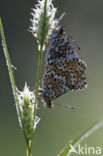 Veldparelmoervlinder (Melitaea cinxia)