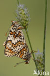 Glanville Fritellary (Melitaea cinxia)