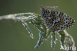 Veldparelmoervlinder (Melitaea cinxia)