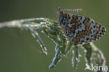 Glanville Fritellary (Melitaea cinxia)