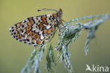 Veldparelmoervlinder (Melitaea cinxia)