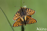 Veldparelmoervlinder (Melitaea cinxia)