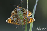 Veldparelmoervlinder (Melitaea cinxia)