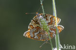 Veldparelmoervlinder (Melitaea cinxia)