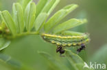 Getand blauwtje (Polyommatus daphnis)