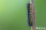 Roodbonte parelmoervlinder (Euphydryas maturna)