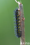 Roodbonte parelmoervlinder (Euphydryas maturna)