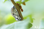 Roodbonte parelmoervlinder (Euphydryas maturna)