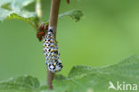 Roodbonte parelmoervlinder (Euphydryas maturna)