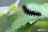 Roodbonte parelmoervlinder (Euphydryas maturna)