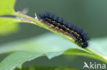 Roodbonte parelmoervlinder (Euphydryas maturna)