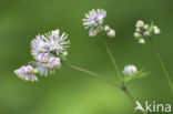 Greater Meadow-rue (Thalictrum aquilegifolium)