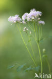 Greater Meadow-rue (Thalictrum aquilegifolium)