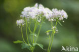 Greater Meadow-rue (Thalictrum aquilegifolium)