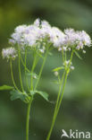 Greater Meadow-rue (Thalictrum aquilegifolium)