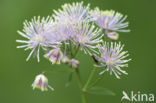 Greater Meadow-rue (Thalictrum aquilegifolium)