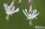 Nachtkoekoeksbloem (Silene noctiflora)