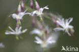 Nachtkoekoeksbloem (Silene noctiflora)