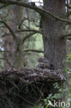 Eurasian Eagle-Owl (Bubo bubo)