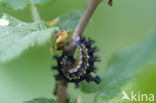 Roodbonte parelmoervlinder (Euphydryas maturna)