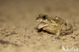 Common Spadefoot Toad (Pelobates fuscus)