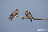 Bank Swallow (Riparia riparia)