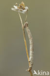 Gele Kustspanner (Semiaspilates ochrearia)