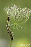 Vlasbekuiltje (Calophasia lunula)