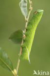 Eyed Hawk-moth (Smerinthus ocellata)