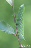 Eyed Hawk-moth (Smerinthus ocellata)