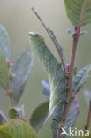 Eyed Hawk-moth (Smerinthus ocellata)