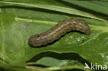 Gewone worteluil (Agrotis exclamationis)