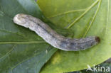 Kooluil (Mamestra brassicae)