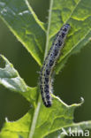 Groot koolwitje (Pieris brassicae)