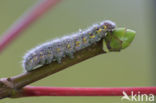 Bruine wapendrager (Clostera curtula)