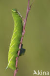 Eyed Hawk-moth (Smerinthus ocellata)