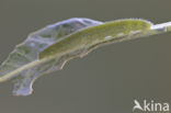 Klein koolwitje (Pieris rapae)