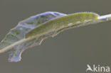 Small White (Pieris rapae)