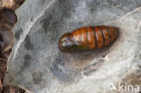 Bruine wapendrager (Clostera curtula)