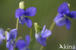 Bleeksporig bosviooltje (Viola riviniana)