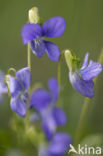 Bleeksporig bosviooltje (Viola riviniana)