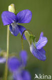 Bleeksporig bosviooltje (Viola riviniana)