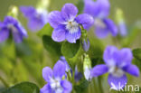 Bleeksporig bosviooltje (Viola riviniana)