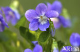 Bleeksporig bosviooltje (Viola riviniana)