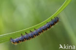 Northern Eggar (Lasiocampa quercus)