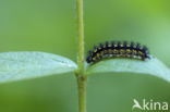 Roodbonte parelmoervlinder (Euphydryas maturna)